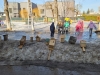 2026-03-10-40pauksciu02